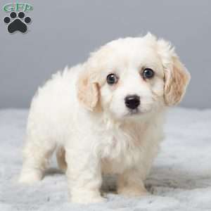 Chance, Cavachon Puppy